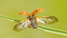 テントウムシは、体の一部分を上手に使って翅に折り目をつけて畳み込みます