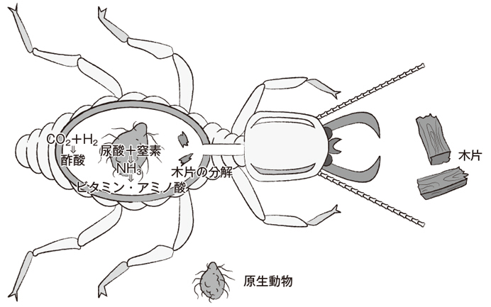 【シロアリー腸内細菌ー腸内原生動物の共生関係】