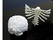 MRIデータから造形した脳（左）と肋骨（右）