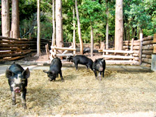 飼育されている薩摩黒豚
